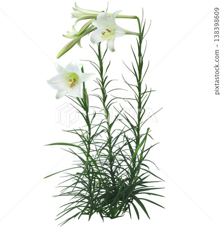 Elegant white Easter lilies bloom with delicate petals and long green stems Elegant white Easter lilies bloom with delicate petals and long green stems 138398609