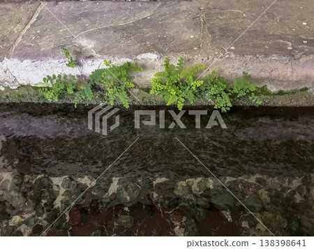 plants growing on the damp walls of the laundry room plants growing on the damp walls of the laundry room 138398641