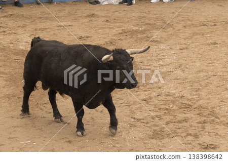 brave bull in the arena of the ring 138398642