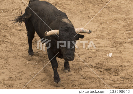 brave bull in the arena of the ring brave bull in the arena of the ring 138398643