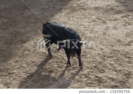 image of a brave bull in the arena of the ring 138398708