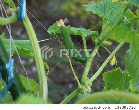 Image of a growing cucumber, naturally grown. 138398726