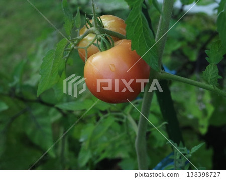 Image of ripe tomatoes, naturally grown, fresh vegetables. Image of ripe tomatoes, naturally grown, fresh vegetables. 138398727
