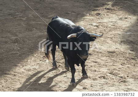 image of a brave bull in the arena of the ring image of a brave bull in the arena of the ring 138398732