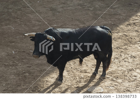 image of a brave bull in the arena of the ring 138398733