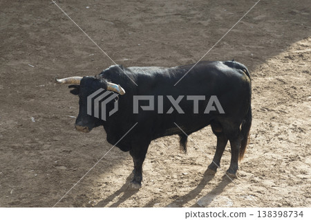 image of a brave bull in the arena of the ring 138398734