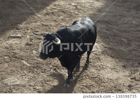 image of a brave bull in the arena of the ring 138398735