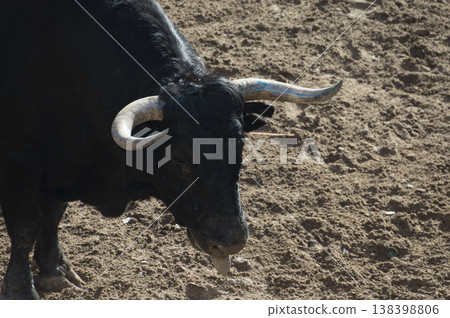 image of a brave bull in the arena of the ring 138398806