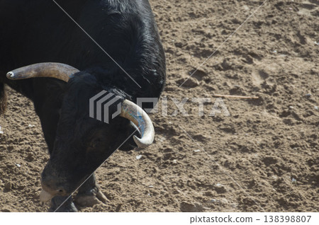 image of a brave bull in the arena of the ring 138398807