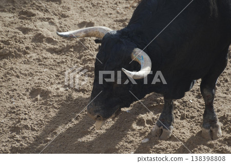 image of a brave bull in the arena of the ring 138398808