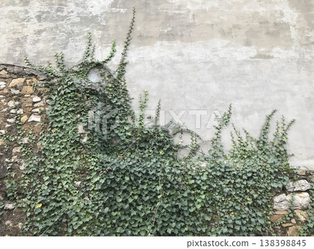 ivy spreading on the wall of a house ivy spreading on the wall of a house 138398845