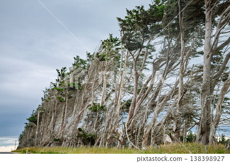 Windswept shelterbelt trees in Southland New Zealand Windswept shelterbelt trees in Southland New Zealand 138398927