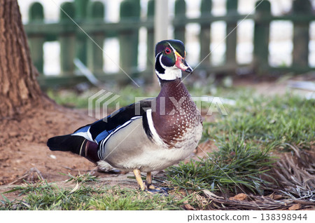 wild duck posing by the lake wild duck posing by the lake 138398944