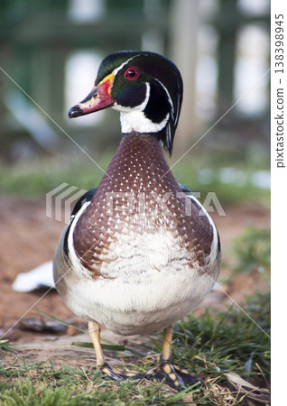 wild duck posing by the lake wild duck posing by the lake 138398945
