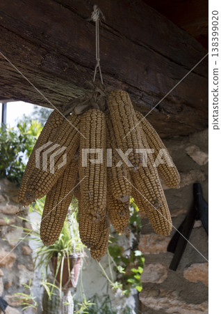 ears of corn hung outdoors to dry your kernels ears of corn hung outdoors to dry your kernels 138399020
