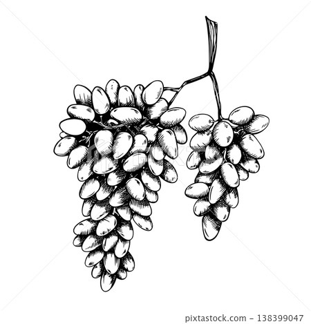 A detailed vector art of a bunch of grapes. Hand drawn isolated black and white botanical illustration. Line art in an ink style. Design element for wine labels, event decorations, and restaurant A detailed vector art of a bunch of grapes. Hand drawn isolated black and white botanical illustration. Line art in an ink style. Design element for wine labels, event decorations, and restaurant 138399047