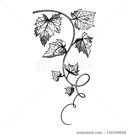 A grapevine branch with leaves and tendrils. Black and white vector illustration. Isolated hand-drawn ink graphic. An elegant plant for decor. 138399048