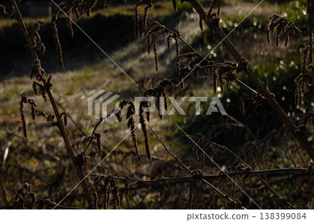 Natural environment background material featuring silhouettes of withered plants. 138399084