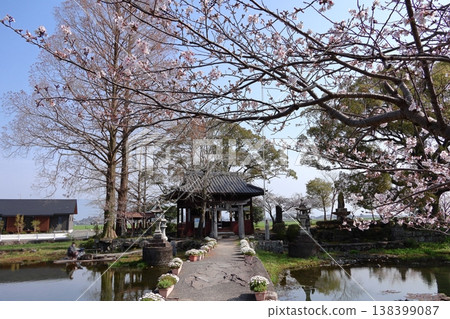 "Nui-no-ike Pond and Cherry Blossoms" in Shiroishi Town, Saga Prefecture 138399087