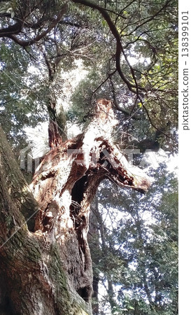 The sacred tree of Katsuma Shrine 138399101