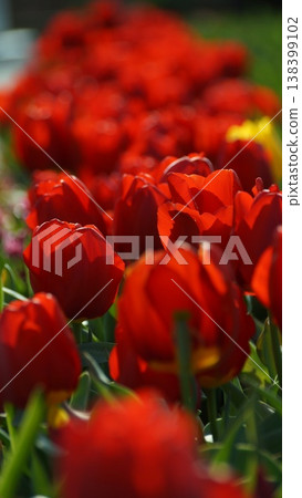 Red tulip Red tulip 138399102