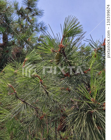 pine branch close-up. pine needles pine branch close-up. pine needles 138399674