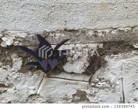 plant growing between the cladding of a stone wall plant growing between the cladding of a stone wall 138399745