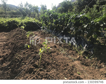 vegetable garden various vegetable garden various 138399746