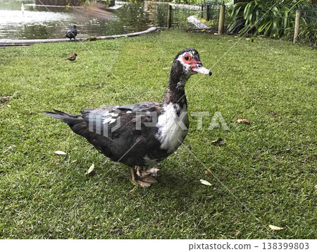 wild duck walking on the grass wild duck walking on the grass 138399803