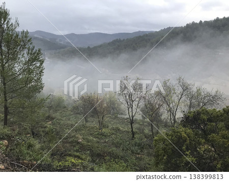 fog among the almond groves 138399813