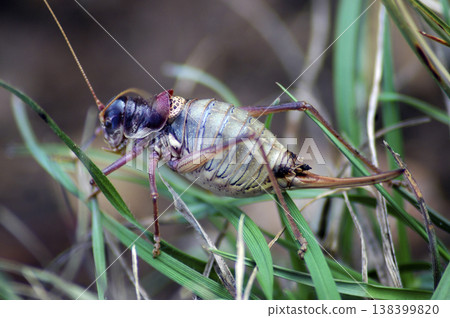 cricket among the grass photographed close-up 138399820