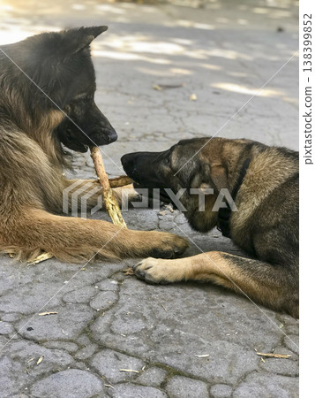 couple of german shepherd dogs playing with wooden sticks couple of german shepherd dogs playing with wooden sticks 138399852