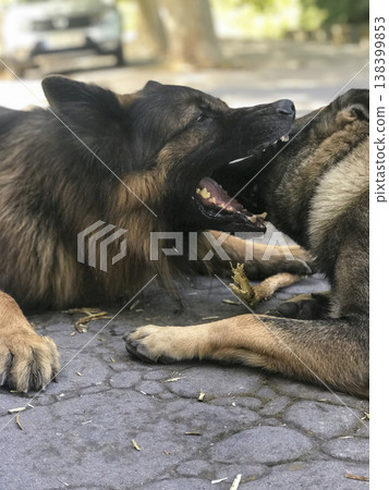 couple of german shepherd dogs playing couple of german shepherd dogs playing 138399853