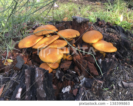 wild mushrooms growing on a tree trunk wild mushrooms growing on a tree trunk 138399863