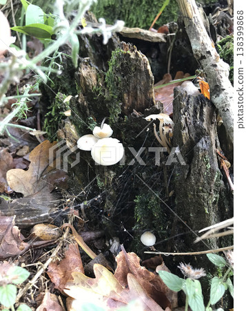 wild mushrooms growing on a tree trunk wild mushrooms growing on a tree trunk 138399868