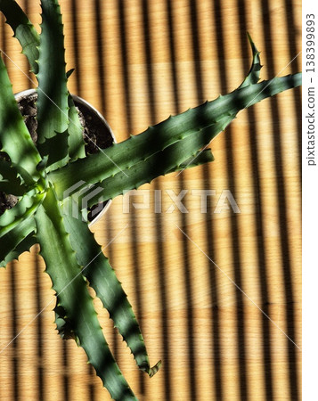 aloe vera leaves. close-up of green plant in pot. vertical stripes shadow falls on plant 138399893