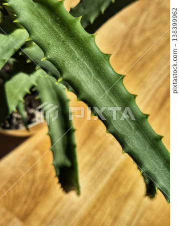 green aloe vera leaves close up. indoor plant 138399962