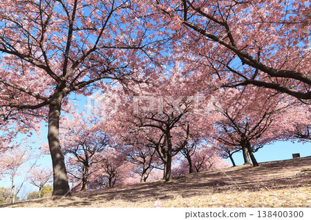 Kawazu cherry blossoms are in full bloom at Mirai Park (Isesaki Citizens' Forest Park) in Isesaki City. 138400300