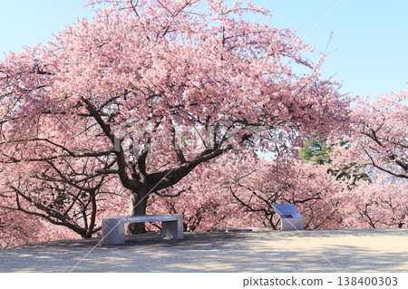 伊勢崎市未來公園（伊勢崎市民森林公園）的河津櫻花正值盛開。 138400303