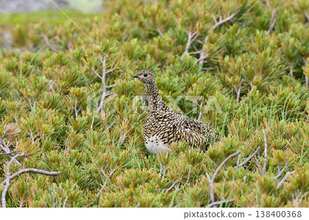 A female ptarmigan on guard in a dwarf pine forest. A female ptarmigan on guard in a dwarf pine forest. 138400368