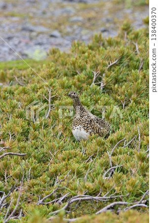 A female ptarmigan on guard in a dwarf pine forest. A female ptarmigan on guard in a dwarf pine forest. 138400370