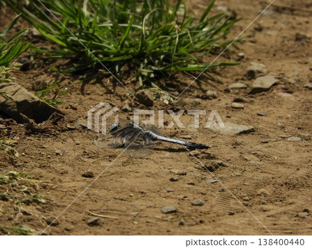Dragonfly resting its wings 138400440