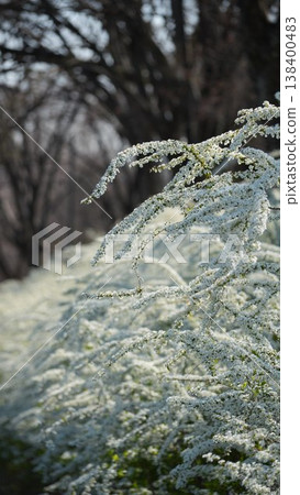 Spiraea Garden Spiraea Garden 138400483