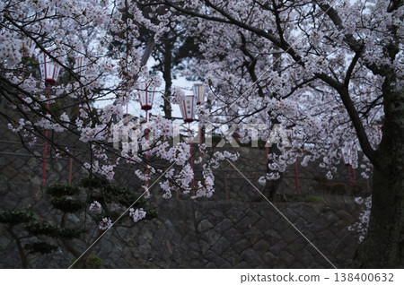 Cherry blossoms blooming in the stone wall Cherry blossoms blooming in the stone wall 138400632