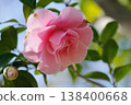 茶花 138400668