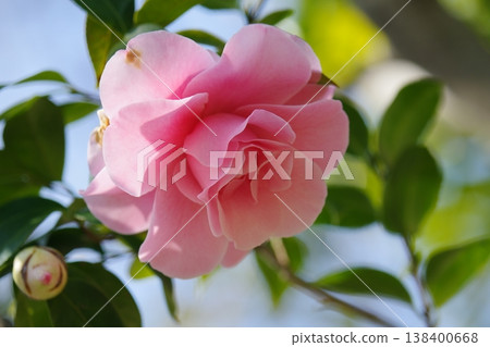 Camellia Camellia 138400668