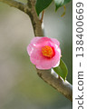茶花 138400669