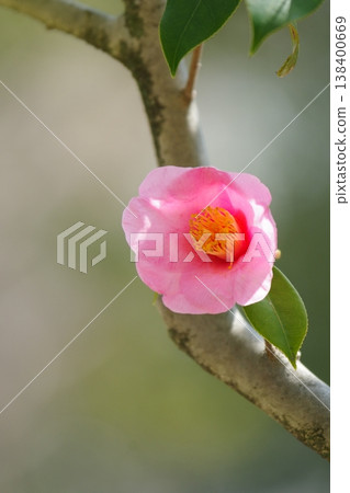 Camellia Camellia 138400669