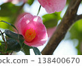 茶花 138400670