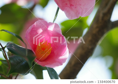 Camellia Camellia 138400670